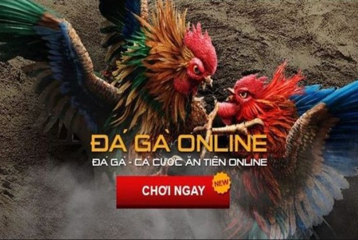 đá gà thomo bình luận