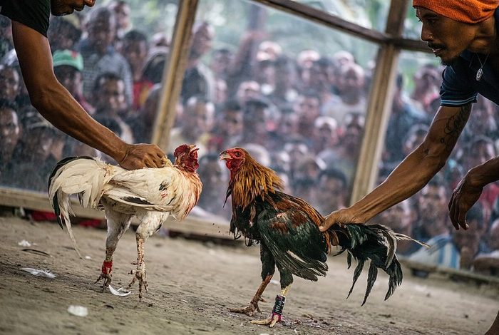 Cockfighting