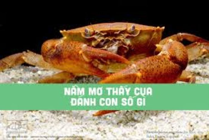 Giải Mã Giấc Mơ Thấy Con Cua: Khám Phá Ý Nghĩa Sâu Xa Và Con Số May Mắn